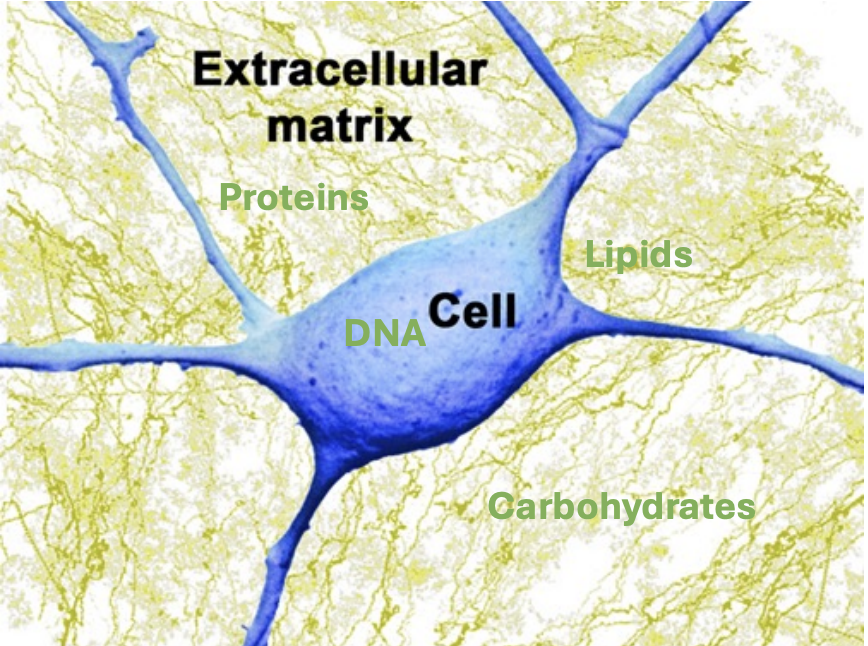 Extracellular Matrix